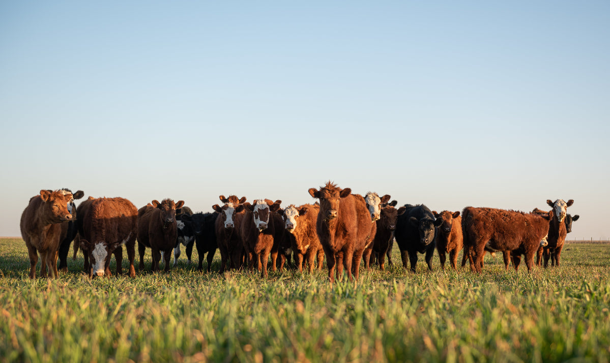 Choosing the Best Grasses and Legumes for Pasture Production in the Pe ...